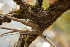 Dendrobium barbatulum