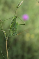 Tettigonia viridissima