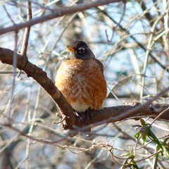 Turdus migratorius