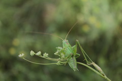 Tettigonia viridissima