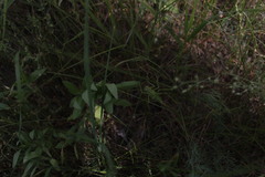 Tettigonia viridissima