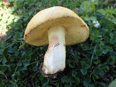 Suillus pseudobrevipes