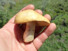 Suillus pseudobrevipes