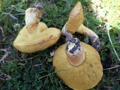 Suillus pseudobrevipes