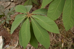 Actinodaphne tadulingamii