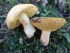 Suillus pseudobrevipes