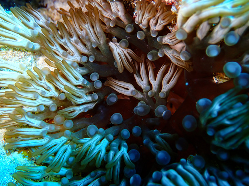 Photo of Branching anemone (Lebrunia neglecta)
