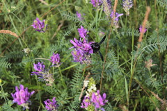 Xylocopa violacea