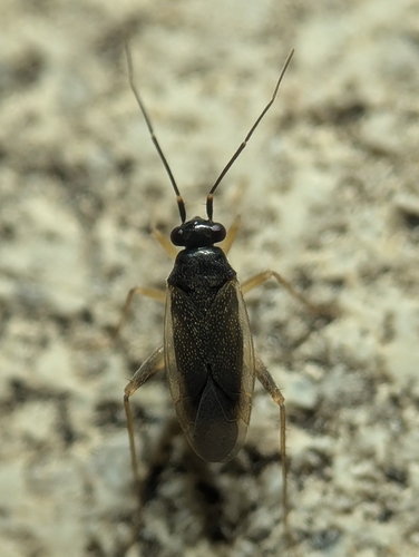 Tytthus vagus