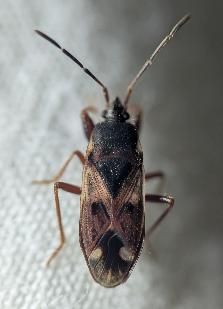 Eremocoris ferus
