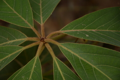 Actinodaphne tadulingamii