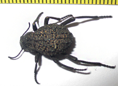 Renatiella