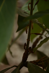 Actinodaphne tadulingamii