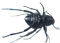 Renatiella