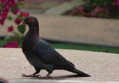 Patagioenas squamosa