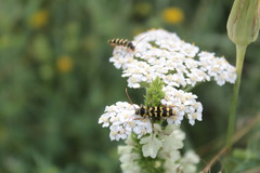 Plagionotus floralis