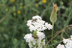 Plagionotus floralis