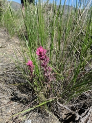 Castilleja angustifolia