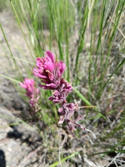 Castilleja angustifolia