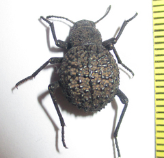 Renatiella