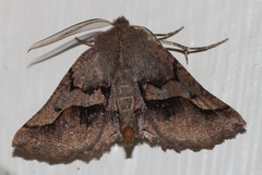 Drepanogynis sinuata