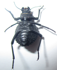Renatiella