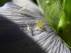 Aphididae