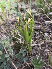 Carex geyeri