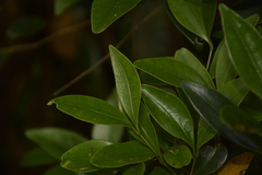 Memecylon talbotianum