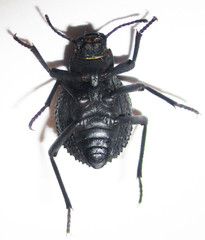 Renatiella