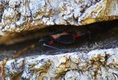 Microtomus purcis