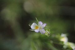 Viola kitaibeliana