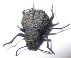 Renatiella