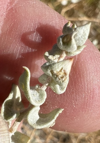 Image of Atriplex parryi by (c) Steve Matson, some rights reserved (CC BY)