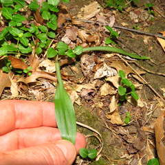 Spiranthes ochroleuca
