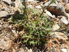 Eryngium dilatatum