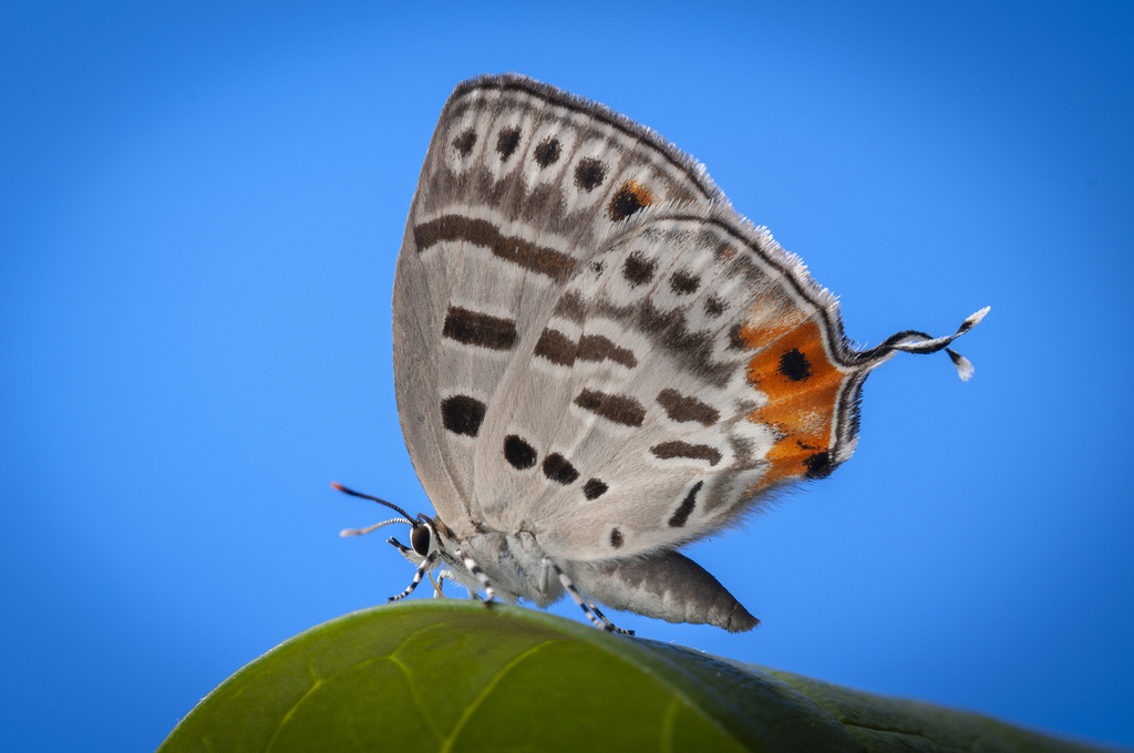 brown-banded hairstreak