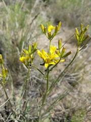Crepis acuminata