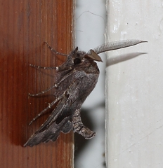 Drepanogynis figurata