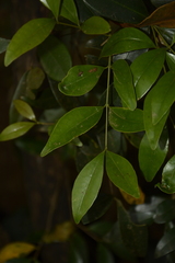 Memecylon talbotianum