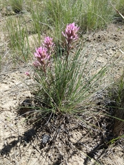 Castilleja angustifolia