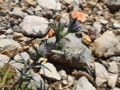 Eryngium dilatatum