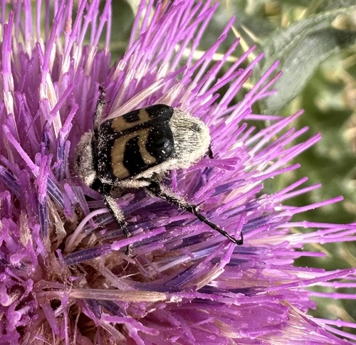 chlpáčik škvrnitý (Trichius fasciatus)