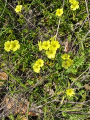 Oxalis pes-caprae
