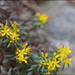 Sedum polytrichoides - Photo (c) Lee, seong-won, some rights reserved (CC BY-NC), uploaded by Lee, seong-won