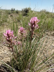 Castilleja angustifolia