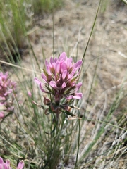 Castilleja angustifolia