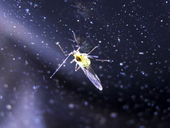 Aphididae