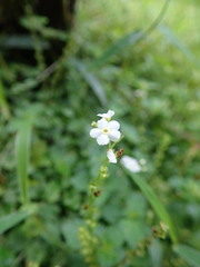 Trigonotis formosana elevatovenosa