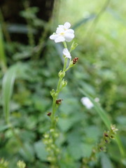 Trigonotis formosana elevatovenosa